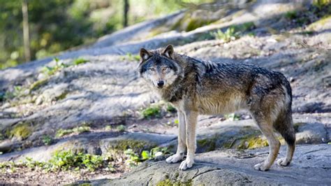 Wolf Spotted Near Yosemite National Park Makes History Mental Floss