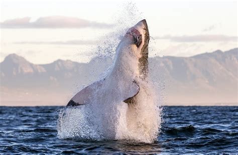 Incredible Pictures Show Giant Great White Shark Leaping Out Of Water