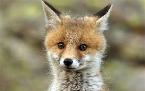 Cute Baby Fox Wallpaper Wallpapersafari
