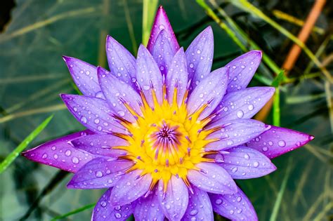 Blue flowers have a calming effect. Blue Lotus Flower - Blue Lotus Flower Meaning