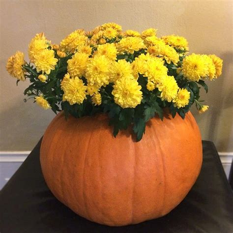 We're full of good stuff for the garden. Autumn sunshine. | Mums in pumpkins, Fall lawn, Pumpkin