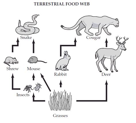And because in marine ecosystems, there are phytoplankton as well. Terrestrial Food Chain Examples - Food Ideas