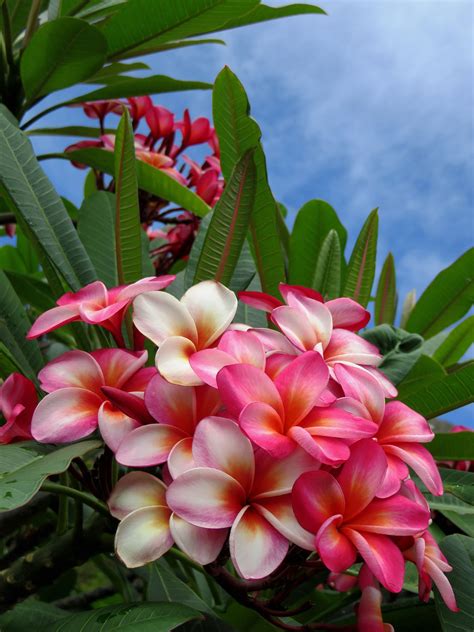 Hawaiian Plumeria Beautiful Flowers Most Beautiful Flowers Amazing
