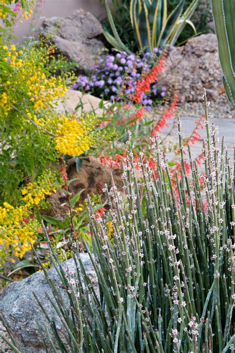 Colorful Desert Landscaping High Desert Landscaping Plants