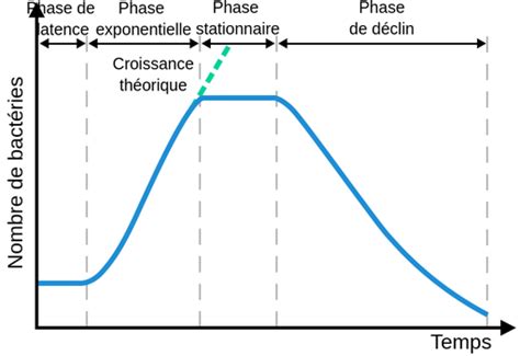 La Courbe De Croissance Bactérienne Labster Theory