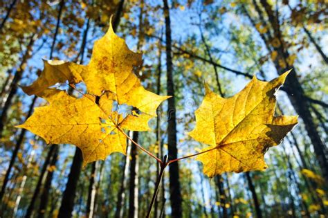 Bright Yellow Maple Leaves In Autumn Forest Stock Photo Image Of