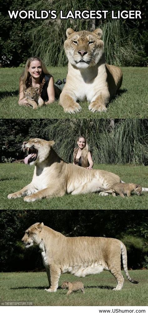 The liger has parents in the same genus but of different species. World',s largest liger US Humor - Funny pictures, - image #874719 by imfunny on Favim.com