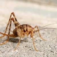 Are Camel Crickets Dangerous? | Schendel Blog