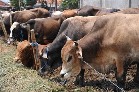 Memanfaatkan Peluang Bisnis Ternak Sapi Komunitas Indahnya Berbagi