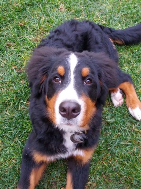 Bernese Mountain Dog Information Dog Breeds At Thepetowners