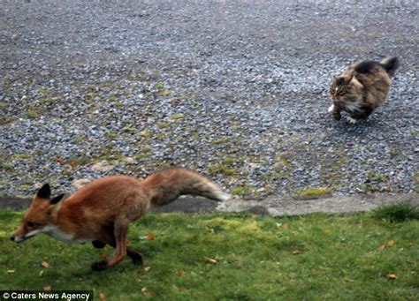 Fearless Cat Chases Fox Off His Land News