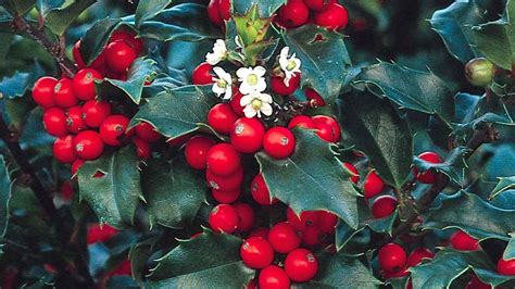 Search Results For Be Inspired Showy Winter Shrubs Winter Shrubs