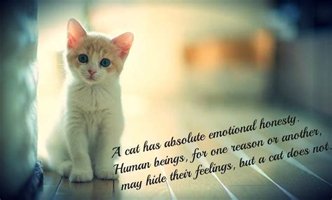 Looking for the best gifts for cat lovers? Cat Lover Quotes. QuotesGram