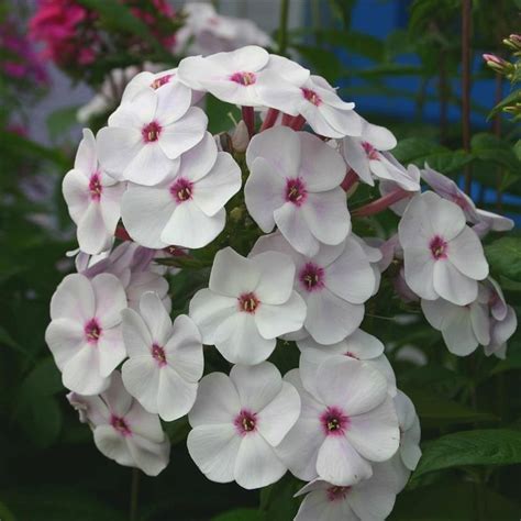 Phlox Paniculata Famous White 3l Coolings Garden Centre