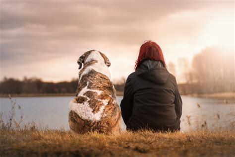 Wenn der hund dich ansieht, denkt der hund nicht, was für eine art mensch du bist. 9 wichtige Tipps für eine gute Mensch/Hund-Beziehung ...