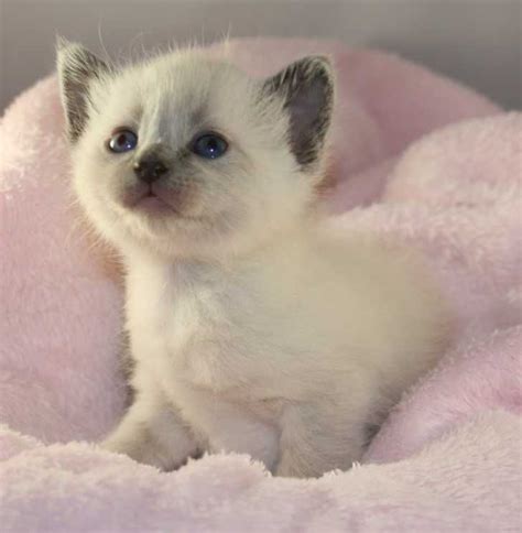 Lovely Siamese Kittens For Adoption Auads