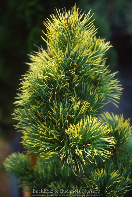 Pinus Parviflora Goldilocks Variegated Dwarf Japanese White Pine