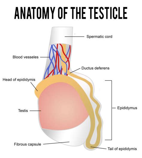 Testicular Anatomy Illustrations Royalty Free Vector Graphics And Clip Art Istock