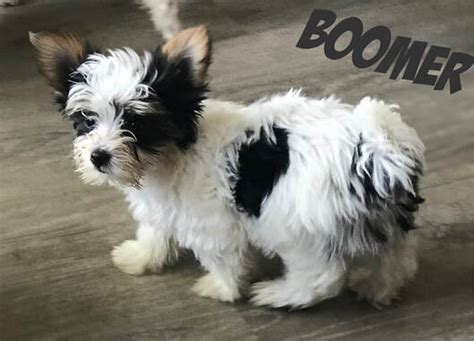 Though one of the smallest dog breeds, yorkshire terriers are feisty and spritely. Parti Yorkie Puppies For Sale | PartiYorkiePets.com ...