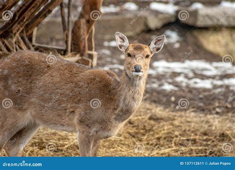 Female Vietnamese Sika Deer Cervus Nippon Pseudaxis Stock Image Image