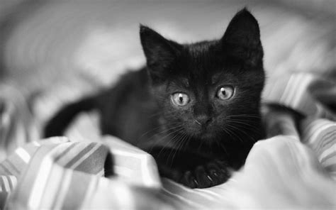 Nomi per gatti neri - Rete News