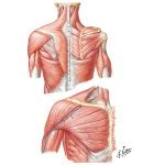 Start studying intrinsic back muscle. Muscles Connecting Upper Limb to Vertebral Column Muscles of Shoulder