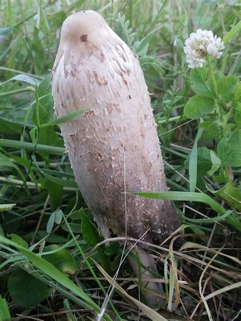 Shaggy Mane Mushroom Coprinus Comatus Wayne Flickr