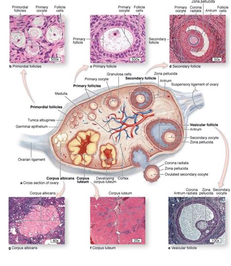 Female Reproductive System The Histology Guide Photos