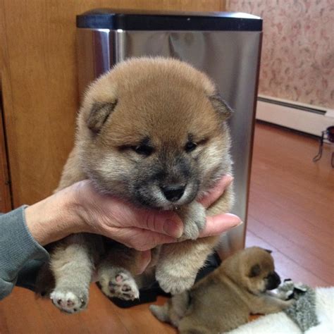 Norcal shiba is your destination to learn all about the shiba inu breed. my big fat 4 week old shiba puppy : shiba