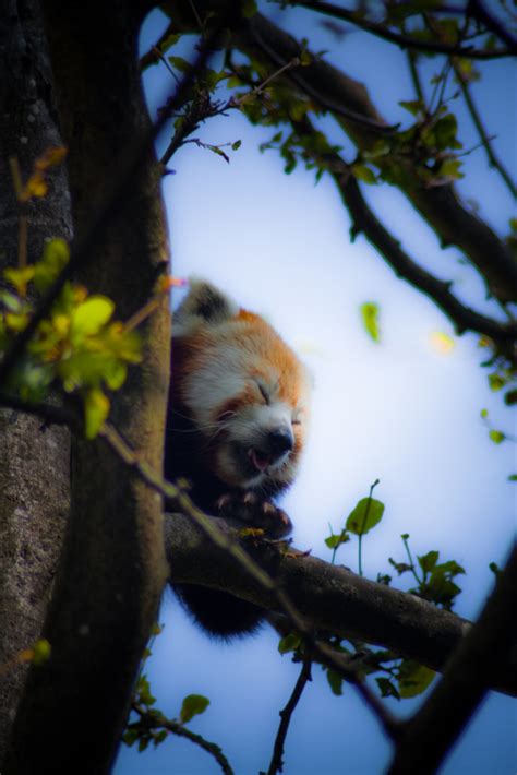 Lazy Red Panda Taken In Chester Zoo John Roberts Flickr