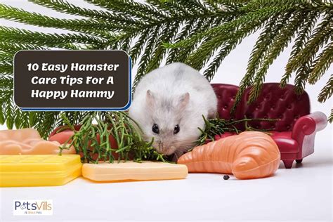 10 Hamster Care Tips To Make Them Happy And Healthy