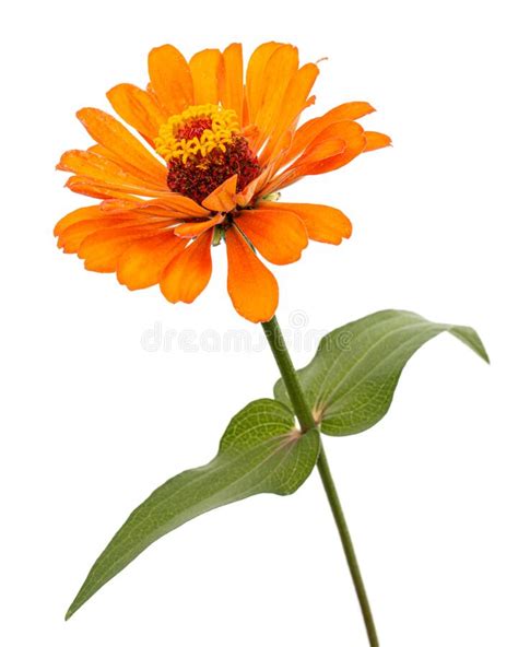Orange Flower Of Asian Lily Isolated On White Background Stock Image