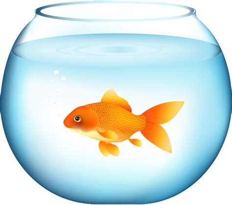 Download Goldfish PNG