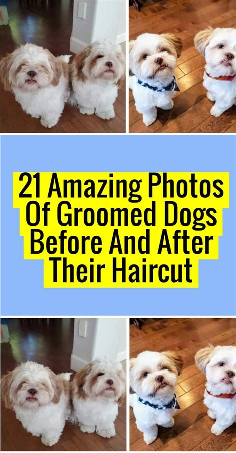 21 Amazing Photos Of Groomed Dogs Before And After Their Haircut Dogs