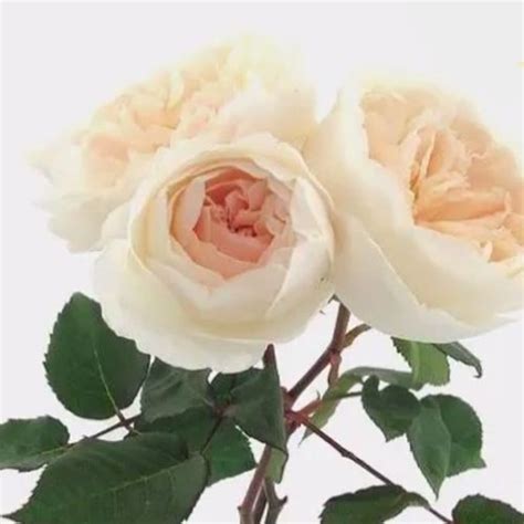 Garden Rose Purity Wholesale Blooms By The Box