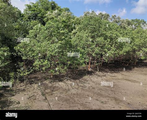 Mangrove Forest In The Inter Tidal Zone Before High Tide At Sungei Buloh Nature Reserve In