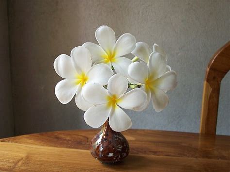 From wikimedia commons, the free media repository. "ARALIYA FLOWER " by nilantha77 | Redbubble