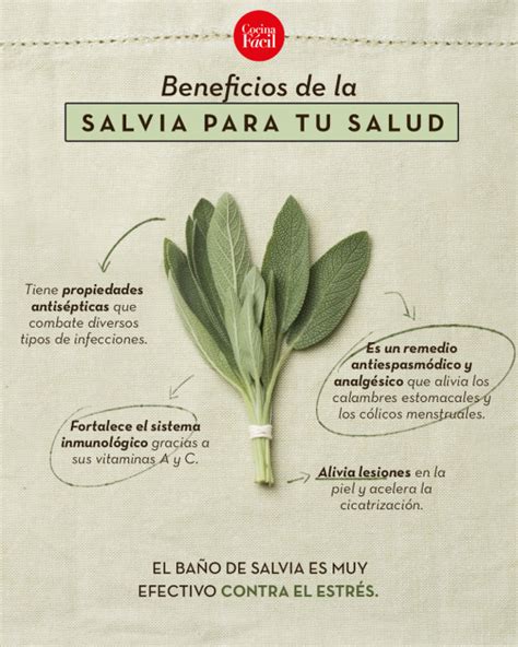 Beneficios De La Salvia Para Que Sirve Y Propiedades Salud Responde