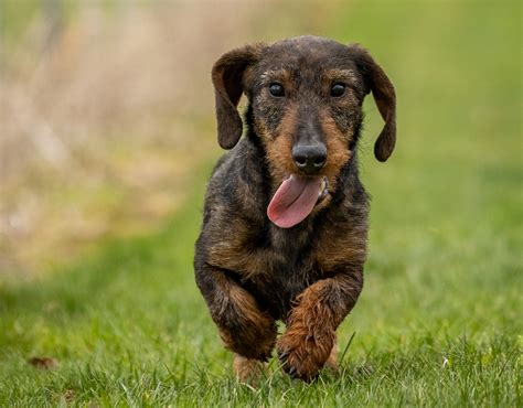 Are Long Haired Dachshunds Good Family Dogs