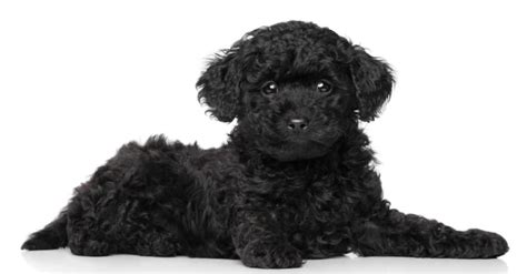 Toy Poodle Full Grown Black