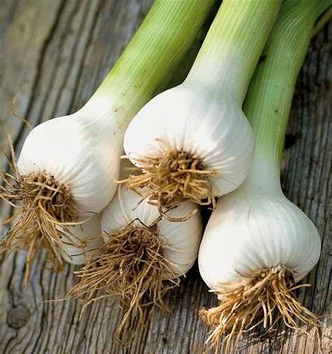 Check spelling or type a new query. Quiet Corner:Growing Garlic Indoors - Quiet Corner