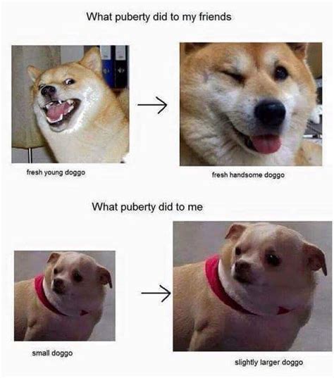 9 Best Doggo Memes Images On Pinterest Dankest Memes Funny Stuff And