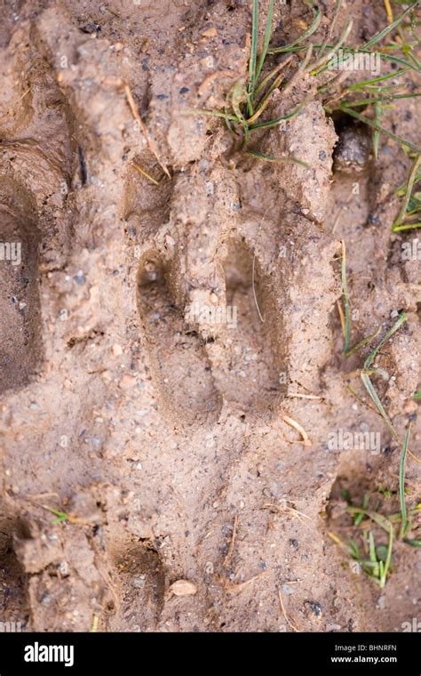 Wild Or Feral Goat Capra Hircus Footprints Or Hoofprints In Mud