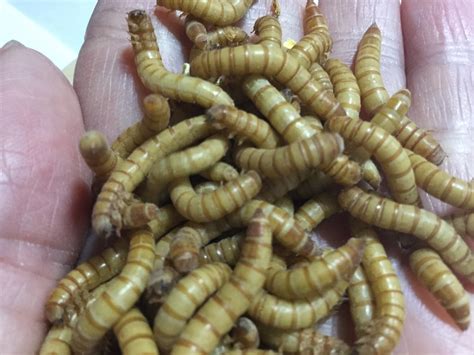 Mealworms Tenebrio Molitor
