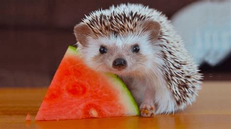 Most of their diet is made up of invertebrates. What Do Hedgehogs Eat? The Complete Food And Diet List