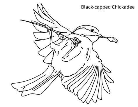 Beautiful birds, just the right complexity, love it! Black Capped Chickadee Coloring Page Sketch Coloring Page