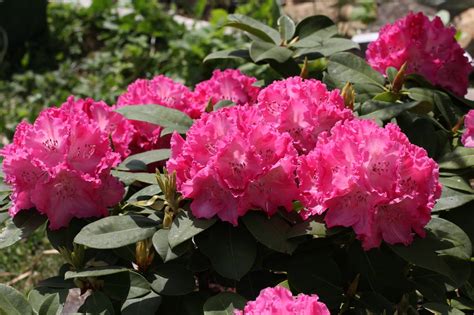 Wenn sie ihre sträucher in fruchtbaren boden gepflanzt haben, ist das düngen von rhododendren keine notwendigkeit. Rhododendron düngen - Mit der richtigen Düngung sorgen Sie ...