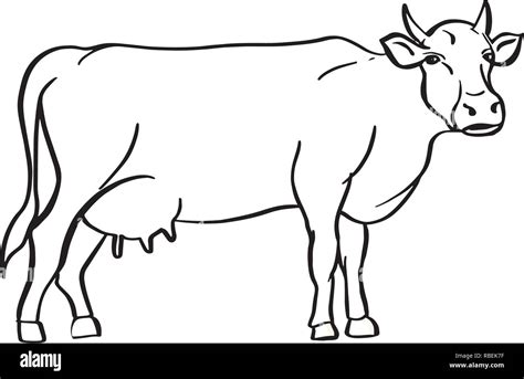 Sketch Of Cow Drawn By Hand Livestock Cattle Animal Grazing Vector