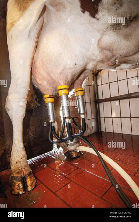 Cow Udder With Milking Machine Stock Photo Alamy