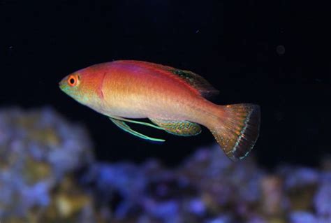 Sunset Fairy Wrasse Cirrhilabrus Pylei Saltwater Fish For Sale